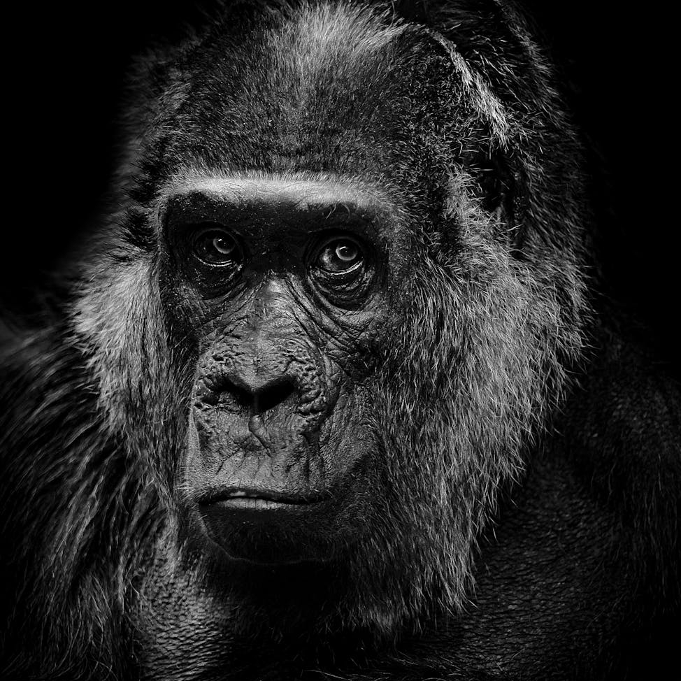 black and white photo of an ape